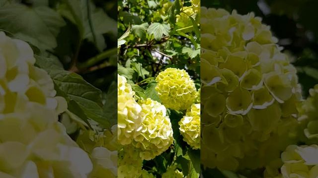 21-05-2025 21Утренняя прогулка. Всем распускается очень быстро и благоухает. Весна чудесна