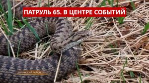 ПАТРУЛЬ 65. Прорыв дамбы, ядовитые змеи и умышленный наезд. Происшествия на Сахалине 21.05.25