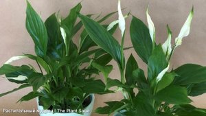 У СПАТИФИЛЛУМА ЛИСТЬЯ СКРУЧИВАЮТСЯ? СДЕЛАЙТЕ ЭТО ПРЯМ