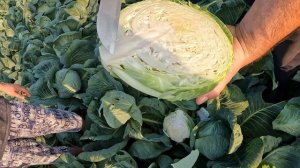 28.08.2024. Капуста гибрид Ларсия F1. Использование биологи?