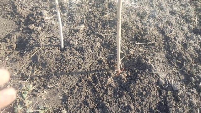 чеснок сорт Любаша в марте смотреть онлайн