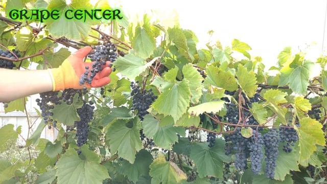 Виноград для ленивых! Зимостойкий Фронтиньяк/Frontenac на смотреть онлайн