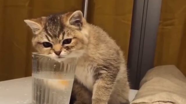 Что за говно в воде не тонет?! #приколысживотными #cat #смешныекоты #приколы #animals #коты смотреть онлайн