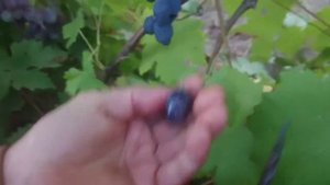Виноград Песня киш миш Калугина В.М. Видео от автора.🍇