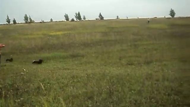 Курсинг Чебоксары смотреть онлайн