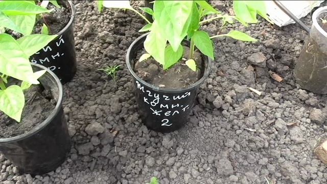 О высадке перцев
