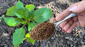 Перец Вмиг завяжет бутоны в июне. После этой подкормки. Уход за перцем