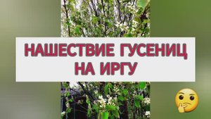 Нашествие гусениц на иргу