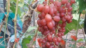 Эльдорадо - форма Кашича. Ни какой предвзятости, прост?