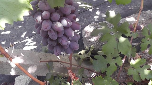 Сорт винограду "Шикіда" "Черний кристал" "Альфа" "Черна ? смотреть онлайн