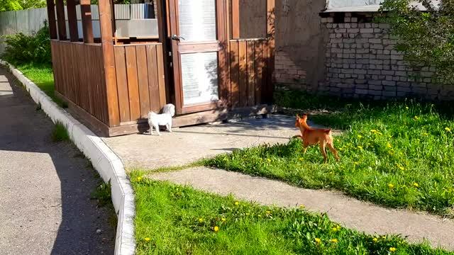 Пинчер и Болонка Утренняя Прогулка Маленькие Собачки Мой Дворик