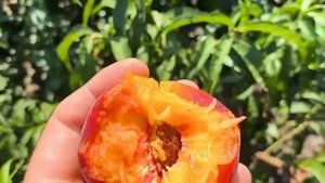 Персик Роял Тайм. Peach Royal Time. Солодка серія Royal