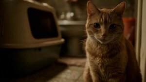 Устают ли коты домашние?