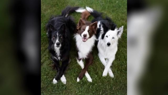 порода собак Бордер колли 🐕 смотреть онлайн