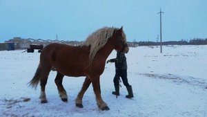 Советский тяжеловоз РИЭЛТОР