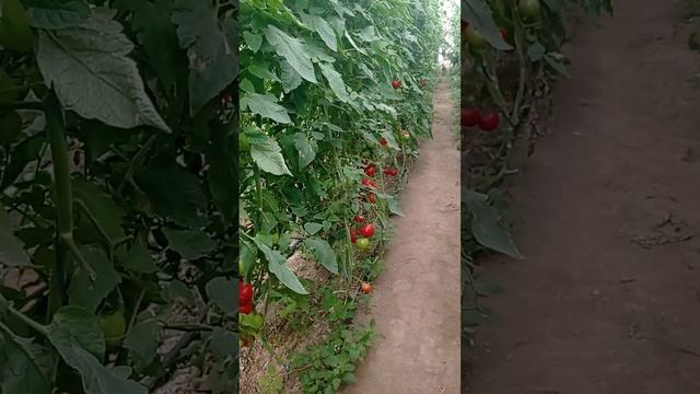 Тута ва оқ пашшага қарши помидорга дори сепдик
