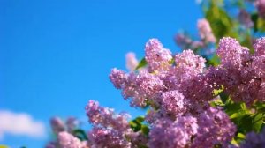 Футаж — Красивая цветущая сирень и бабочки. Футажи (footage) красивая природа