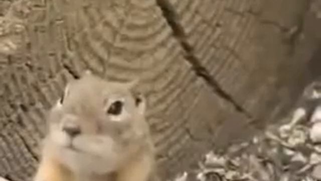 бурундук ржет смотреть онлайн