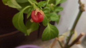 Спасаем перцы🌶 зимой от морозов 🏠