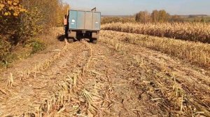 уборка кукурузы на силос