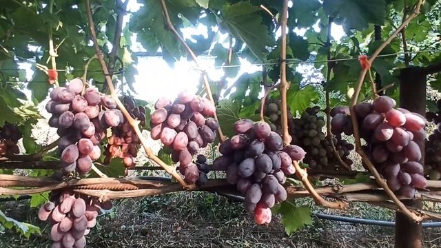 "Дамасская красавица" достоинства и недостатки. Тел,What смотреть онлайн