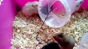 Хомячата сирийские 1 месяц