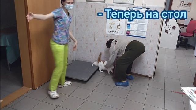 Ветеринарные будни! Прием №15 смотреть онлайн