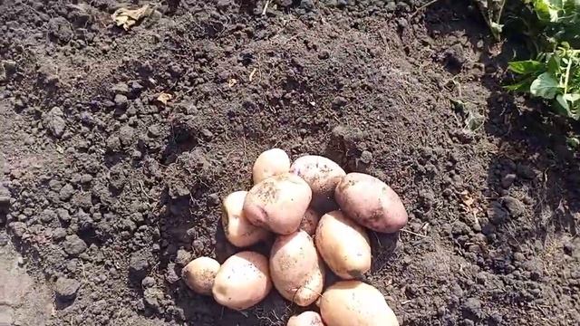 Снегирь. Ранний вкусный сорт картофеля. 2024 год. смотреть онлайн