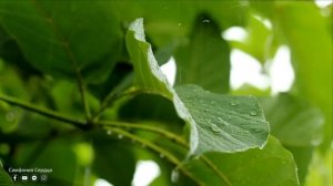 ВАЛЬС ДОЖДЯ / Музыка Сергей Грищук / Красивая Музыка! С?