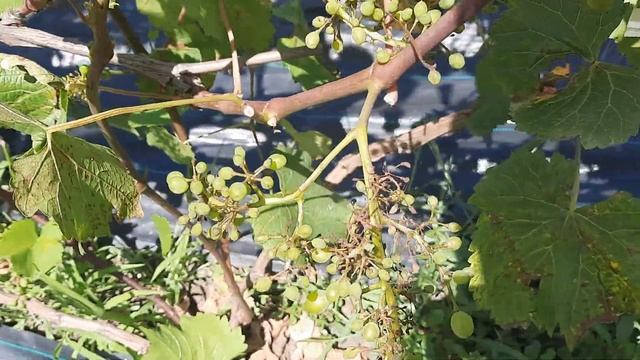 Милдью на винограднике смотреть онлайн