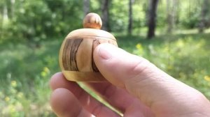 Шкатулка в весеннем лесу в дупле сосны