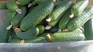 ЛУЧШИЕ ГИБРИДЫ ОГУРЦОВ В КАТАЛОГЕ ЛИПАТОВОЙ АНАСТАСИ?