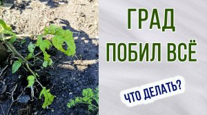 Град побил все растения. Как помочь. Что пострадало больше. Рассада.Цветы. Открытый грунт.