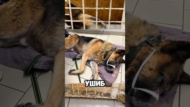 Сбили на глазах хозяина, а он ушёл… | Волкер