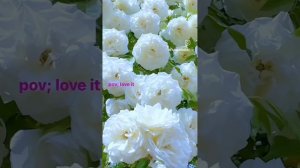 С днём рождения! (исп. М. Шуфутинский).