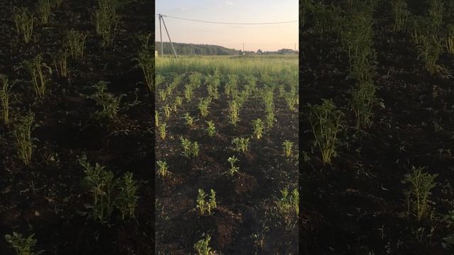 Картошечка, окучивание начато, прополка была просто г? смотреть онлайн