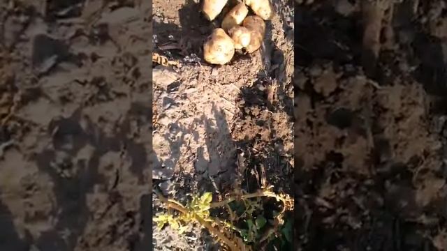 Ранній сорт Бюррен, Київська обл. Баришівський р-н смотреть онлайн