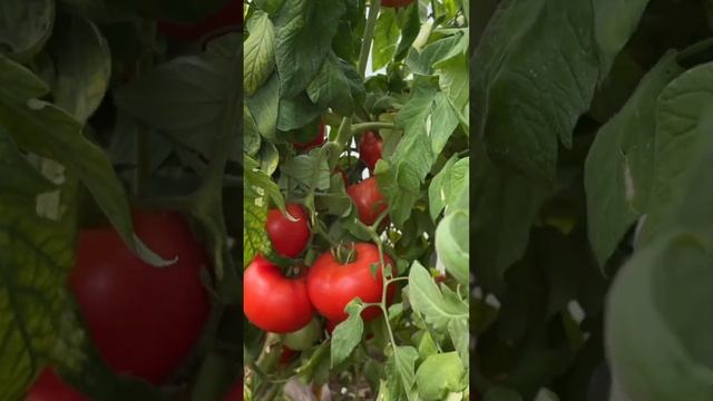 Помидор Каста