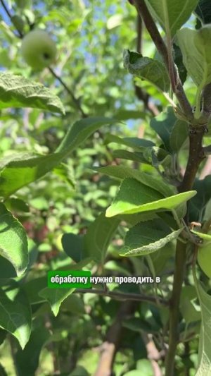 Как защитить яблони от долгоносика #яблоня #дача #сад #комнатныерастения #огород #рассада