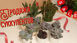 Продажа суккулентов.