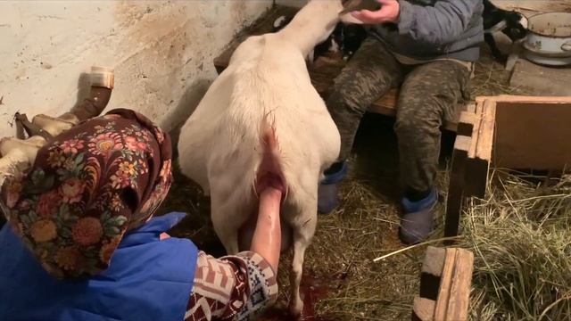 Хрен редьки не слаще.Окот Белки// смотреть онлайн