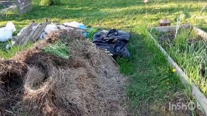 24-05-2025 ЖИВЁМ ЖИВЁМ У ДОЧЕРИ В ДЕРЕВНЕ.ЯРОСЛАВЛЬ.ОБЗОР САДА ОГОРОДА.