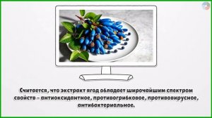ЖИМОЛОСТЬ — 10 удивительных свойств