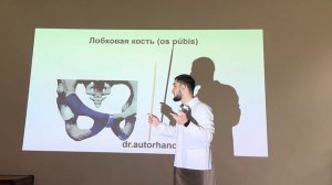 АНАТОМИЯ ТАЗОВОЙ КОСТИ, СТРОЕНИЕ ТАЗОВОЙ КОСТИ, ПОДВЗ?