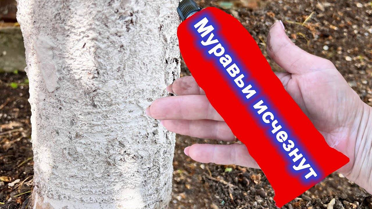 Муравьи их больше у вас Не будет 2 Рабочих способа борьбы с муравьями и тлей на деревьях и розах