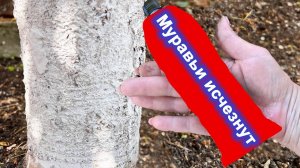 Муравьи их больше у вас Не будет 2 Рабочих способа борьбы с муравьями и тлей на деревьях и розах