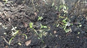 17.04.25 Морковь Нантская красная взошла(Посев в теплице ?