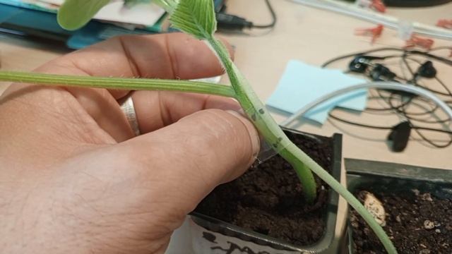 Прививка Дыни, Арбуза, Огурца и тыквы методом сближени смотреть онлайн