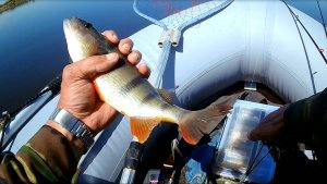 2025-05-21 Попытка открытия сезона на Вавилоне