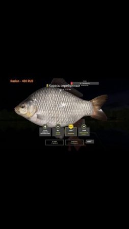 ЯНТАРКА ТРОФ КАРАСЬ РУССКАЯ РЫБАЛКА 4 #shorts  #рыбалка #carpfishing #carp #fishing #рыба #angling